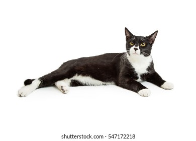 Beautiful black and white tuxedo cat lying down over white studio background