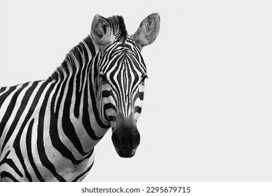 Beautiful Black And White Zebra Closeup Face On The White Background