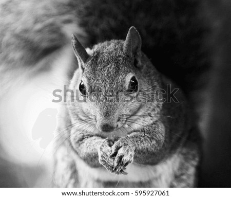 Similar – Image, Stock Photo Omnomnoma Animal