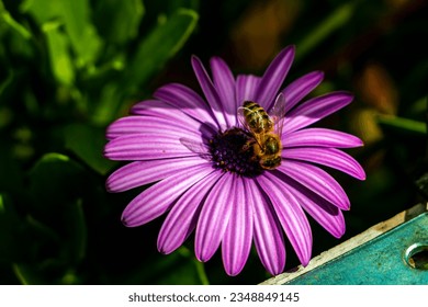 Beautiful black yellow bee wasp insect on purple flower in garden in Centro Historico Mexico City Mexico. - Powered by Shutterstock