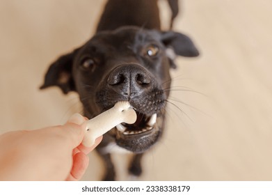 A beautiful black young dog or puppy gets a treat for the exercise. Portrait, close up. Dog training concept