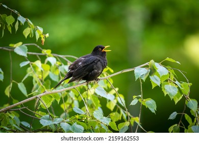 Beautiful blackbird (Turdus merula) sitting and sings on the branch - Powered by Shutterstock