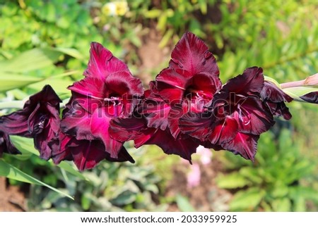 Beautiful black-red flowers of gladiolus. Close-up. Background. Landscape.