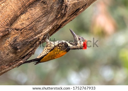 A beautiful Black-rumped flameback woodpecker (Dinopium benghalense) is searching food on the tree Stem in a green blurred forest background. West Bengal, India
