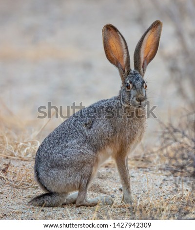 A beautiful black-tailed jackrabbit (Lepus californicus) or American desert hare sits in the sand of Borrego Springs, California