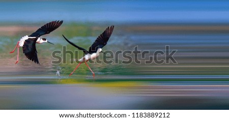 Image, Stock Photo bird Beautiful Ocean