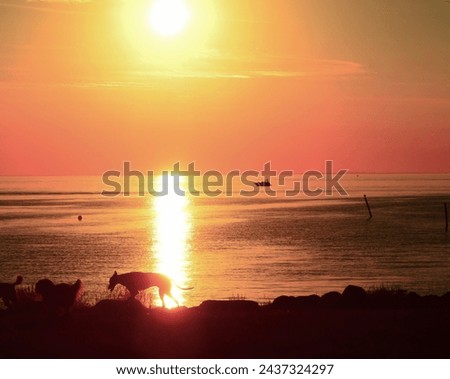 Beautiful blazing sunset landscape at sea and orange sky above it with awesome sun golden reflection. Dogs sillhouettes passing by
