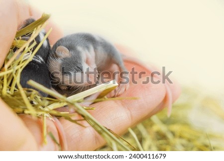Beautiful blind gray satin mouse, small decorative mouse sleeps on a person's hand with copy space. Small rodents are children's favorite pets. Human-animal interaction