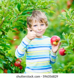 Beautiful blond happy kid boy picking and eating red apples on organic farm, autumn outdoors. Funny little preschool child having fun with helping and harvesting