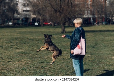 Beautiful blonde young woman taking her cute mixed breed dogs pets for a walk in the city while playing catch a stick. Dog lover. Pets on a leash.