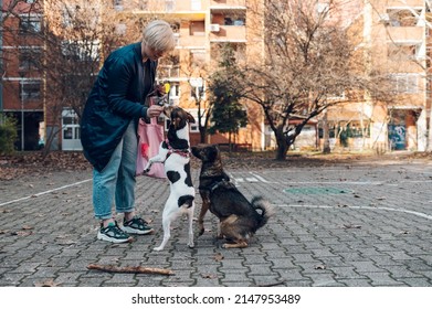 Beautiful blonde young woman taking her cute mixed breed dogs pets for a walk in the city. Dog lover. Pets on a leash.