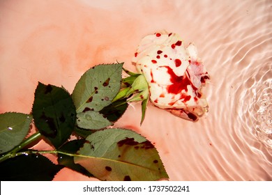 Beautiful and bloody on the water. Bloody rose on the water.  White rose with blood