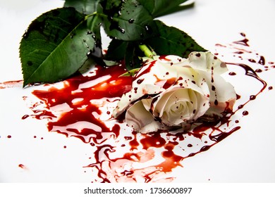 Beautiful and bloody white rose on the white background. Bloody rose - conceptual photo.  White rose with blood.