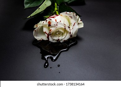 Beautiful and bloody white rose on the dark background. Bloody rose - conceptual photo.  White rose with blood.