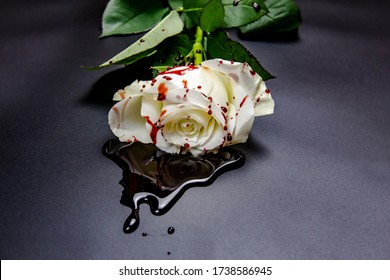 Beautiful and bloody white rose on the dark background. Bloody rose - conceptual photo.  White rose with blood. A Bleeding rose