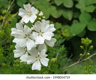 beautiful bloom of white musk mallow (Malva moschata) flowers growing wild on Salisbury Plain, Wiltshire UK
