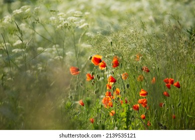 Beautiful Bloom Of Wild Red Poppies In Nature. Floral, Natural Roadside In Lithuania