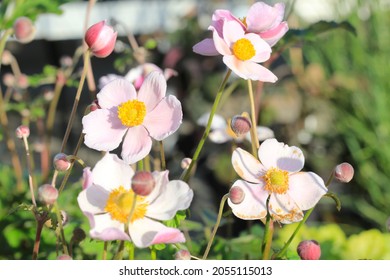 Beautiful Blooming Anemone In Sunny September