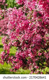 Beautiful Blooming Apple Tree. Pink Flowers