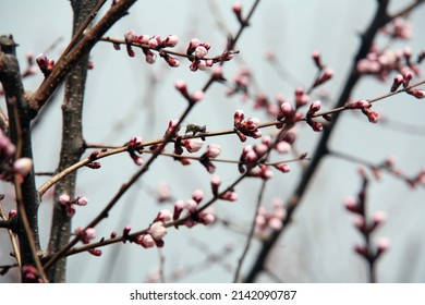 Beautiful blooming apricot tree with flowers in full bloom against blue sky. Bees at work. Concept for Spring.