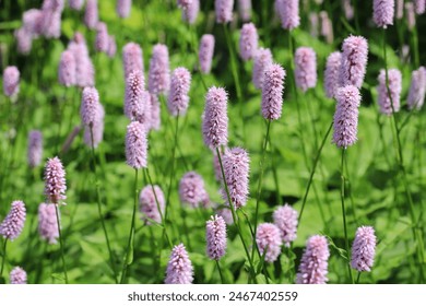 Beautiful blooming bistort in sunny July - Powered by Shutterstock