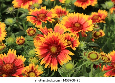 Beautiful Blooming Blanket Flower In July