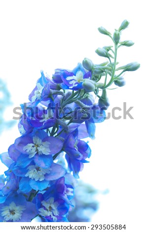 Similar – Image, Stock Photo be blue Nature Plant