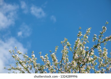 beautiful blooming branches of the apple tree on a background of clean blue sky. Nature spring background - Shutterstock ID 1324289996
