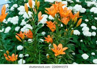 beautiful blooming buds of orange lilium bulbiferum and white hydrangea arborescens in a spring evening city flower bed near the house. background for designer, artist, screensaver, desktop, wallpaper - Shutterstock ID 2260441573