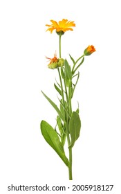 15,101 Calendula officinalis plant Images, Stock Photos & Vectors ...