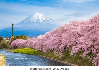 Beautiful blooming cherry blossoms with Mount Fuji in the background and a Urui river in the foreground is a popular tourist spot in Fuji City, Shizuoka Japan. - Powered by Shutterstock