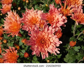 beautiful blooming chrysanthemums with pink flowers