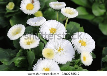 Beautiful blooming daisies in sunny March