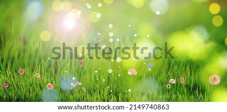 Beautiful blooming daisy flowers in green meadow on sunny day, bokeh effect. Banner design