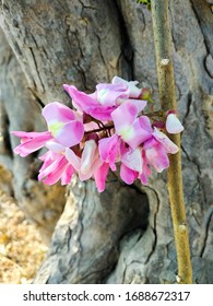 Beautiful blooming Daphne mezereum flower - Shutterstock ID 1688672317