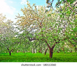 Beautiful blooming of decorative white apple and fruit young trees over bright blue sky in colorful vivid spring park full of green grass by dawn early light with first sun rays, fairy heart of nature