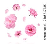 Beautiful blooming of delicate pink Sakura flowers falling in the air, isolated on white background. Zero gravity or levitation spring flowers conception, high resolution image