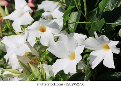 890 Dipladenia color Images, Stock Photos & Vectors | Shutterstock