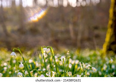 Beautiful blooming early spring snowflake flowers leucojum vernum in a spring forest. Forest floor covered by spring snowflakes German Maerzenbecher, lat. Leucojum vernum .