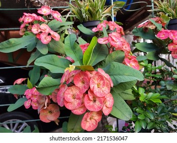 Beautiful blooming Euphorbia Milia or crown of thorns flower or Christ plant or Christ thorn or Corona de Cristo. This flower is ornamental succulent plant with densely spiny stems and pretty colorful