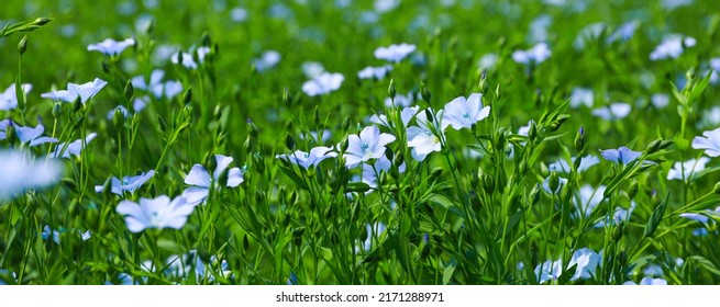 Beautiful blooming flax plants in field on sunny day. Banner design