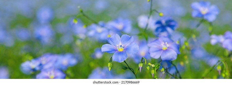 Beautiful blooming flax plants in meadow, closeup. Banner design