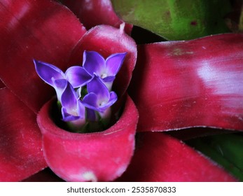 The beautiful blooming flower of blushing bromeliad plant or Neoregelia carolinae. Close-up photo of purple flowers of blushing bromeliad plant. - Powered by Shutterstock