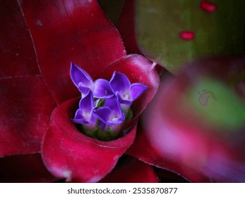 The beautiful blooming flower of blushing bromeliad plant or Neoregelia carolinae. Close-up photo of purple flowers of blushing bromeliad plant. - Powered by Shutterstock