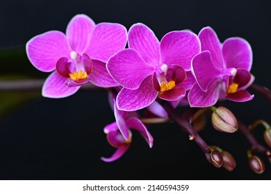 Beautiful blooming flower in spring time. Pink orchid on a black background. Close up macro shot. - Shutterstock ID 2140594359