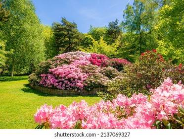 Beautiful blooming flowers garden in spring season in Isabella Plantation, London