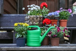 Beautiful Blooming Flowers And Watering Can On Wooden Stairs Outdoors. Seasonal Gardening