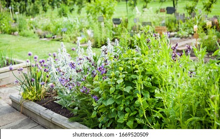 Beautiful blooming herbal garden with chives, lavender, rosemary, mint, catnip and many others. Herbal and Medicinal plants Garden. - Shutterstock ID 1669520509