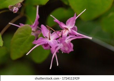 Beautiful Blooming Horny Goat Weed In May