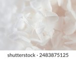 Beautiful blooming hortensia hydrangea white flowers buds peachy beige colors macro